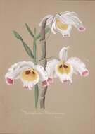 Imagem de Dendrobium wardianum R. Warner