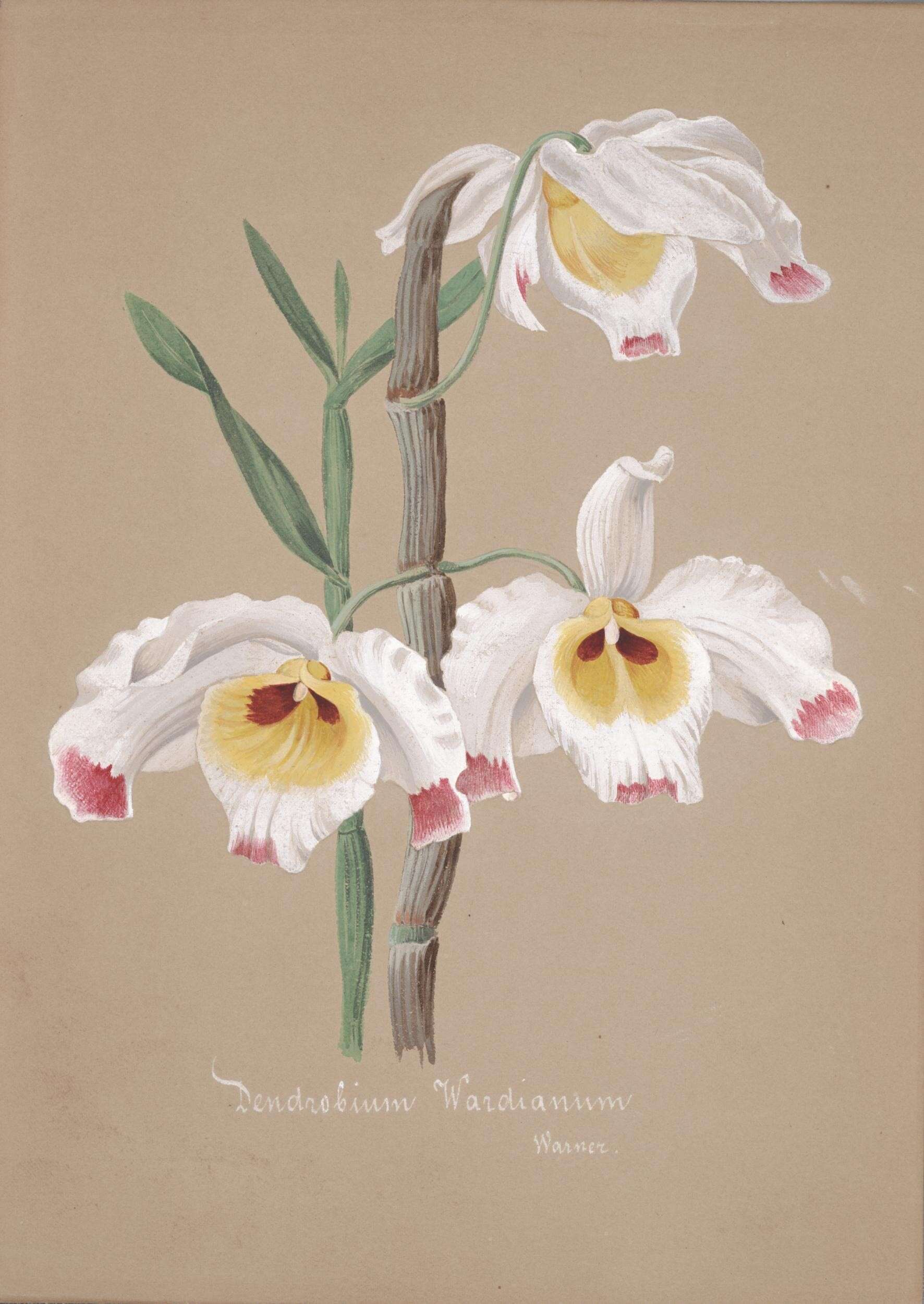 Imagem de Dendrobium wardianum R. Warner