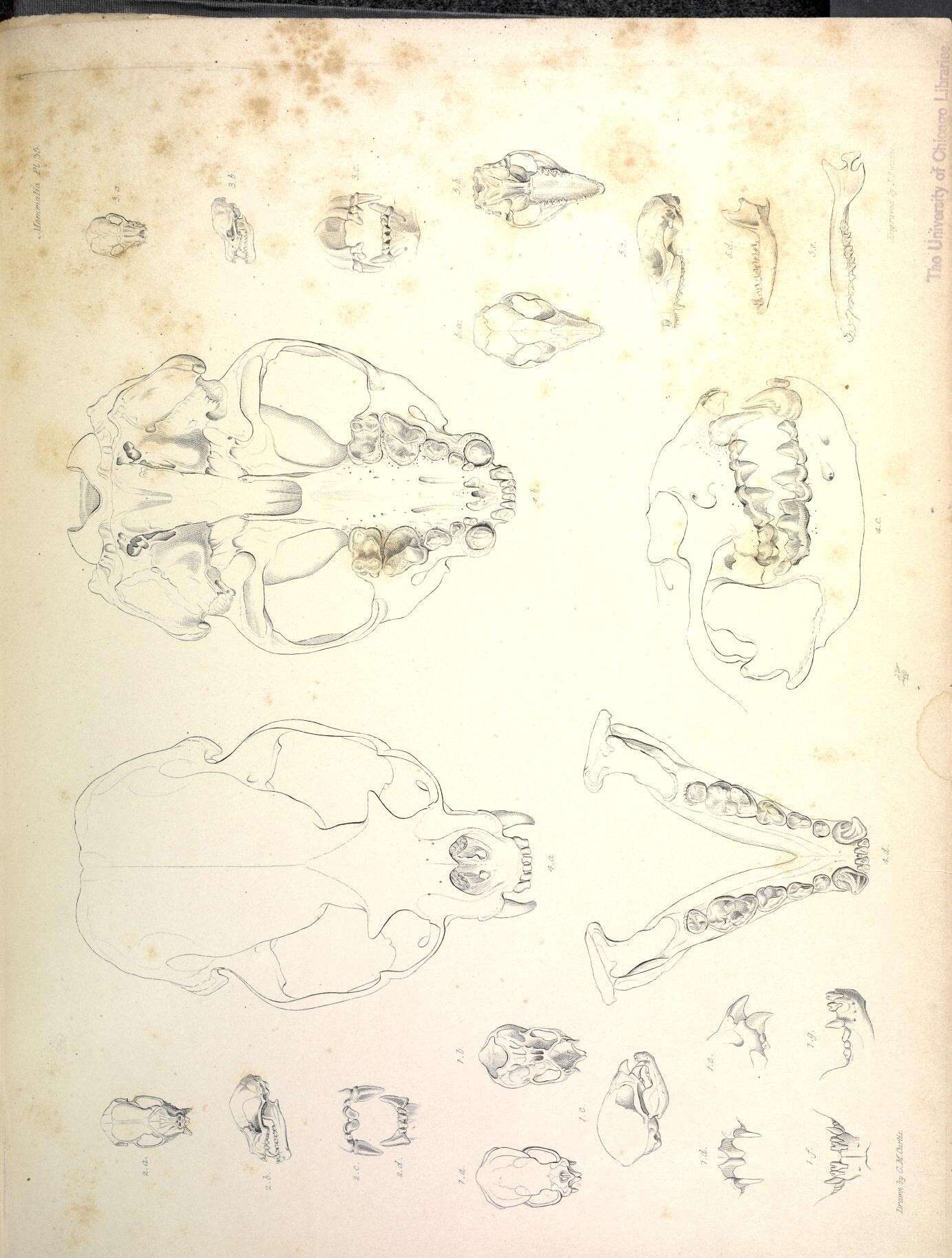 Image de Myotis chiloensis (Waterhouse 1840)