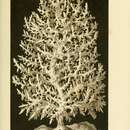 Image of Leucosolenia complicata (Montagu 1814)