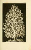 صورة Leucosolenia complicata (Montagu 1814)