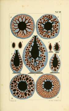 Image of Leucandra Haeckel 1872