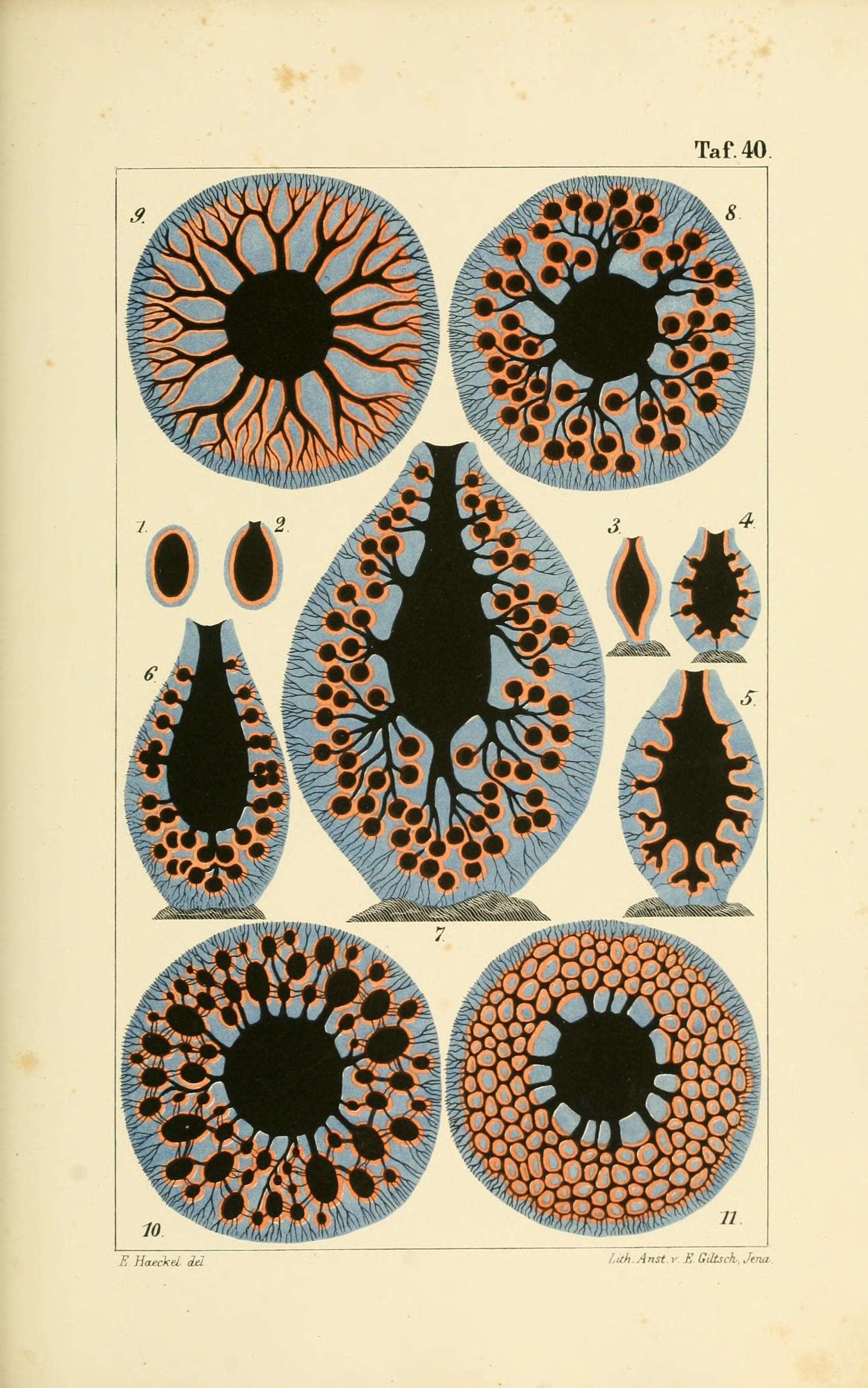 Image de Leucandra Haeckel 1872