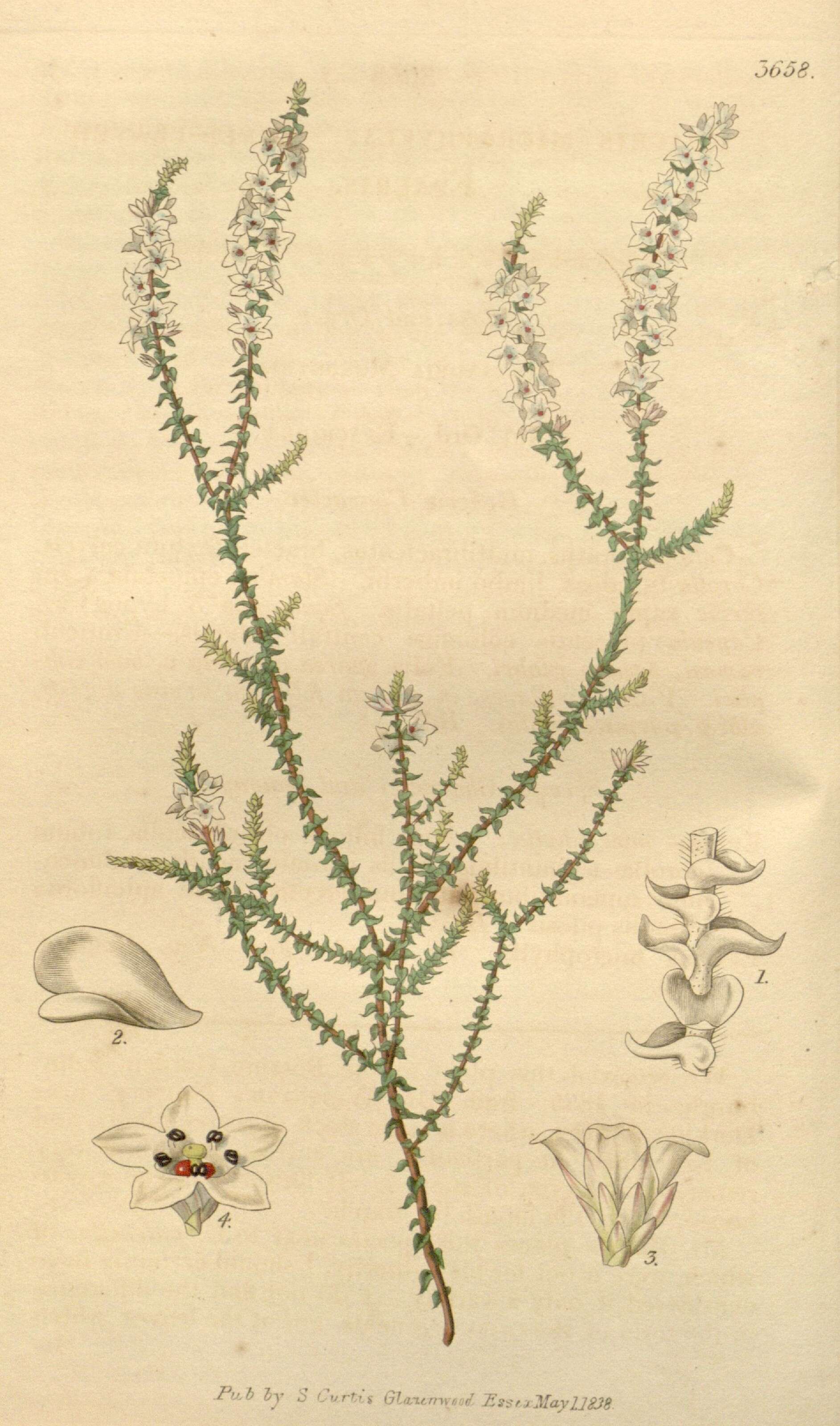 Sivun Epacris microphylla R. Br. kuva