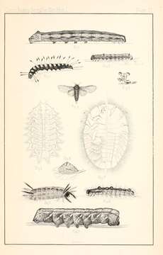 Image of Sphecodina Blanchard 1840