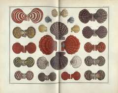 Image de Nodipecten Dall 1898