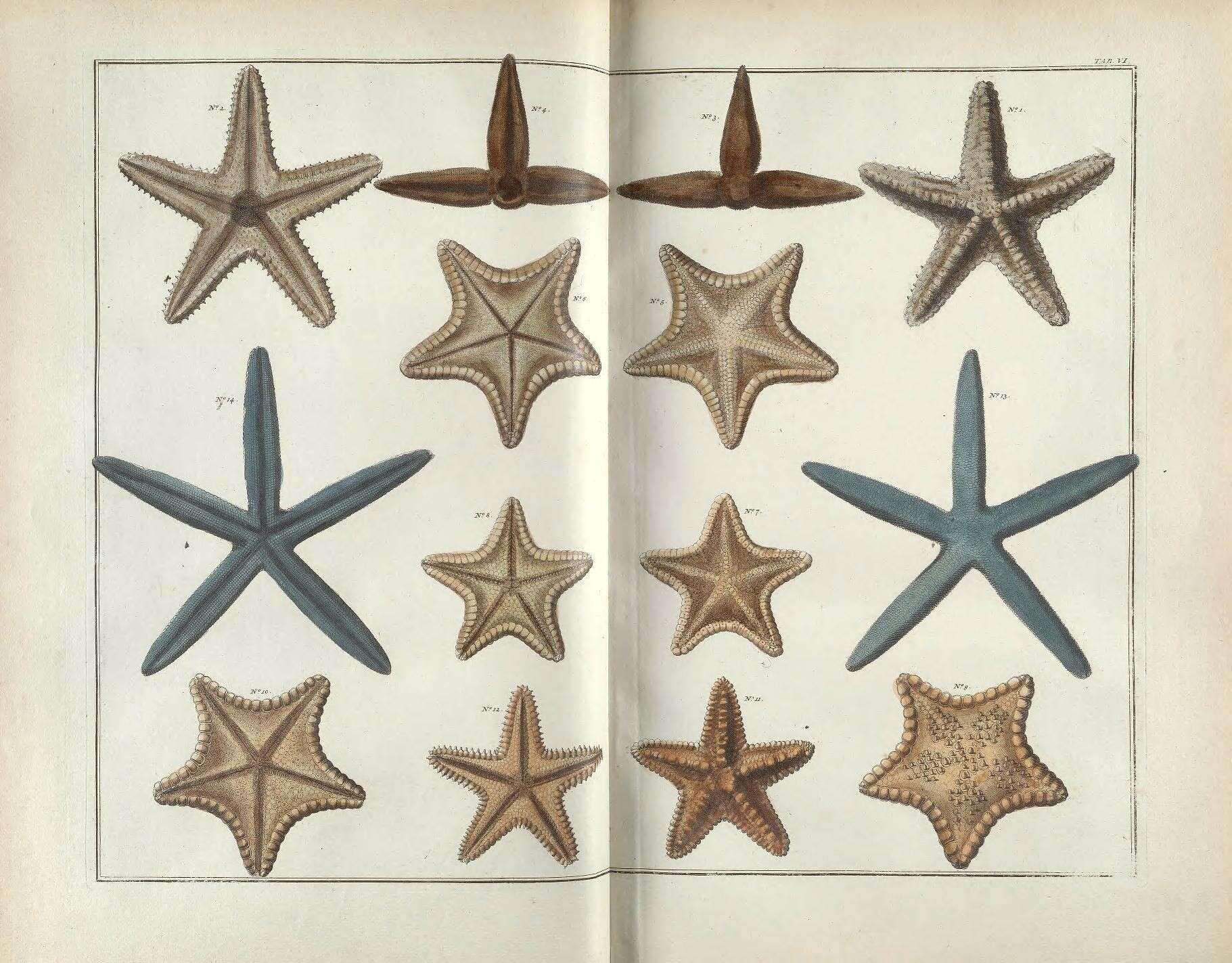 Image of sea stars
