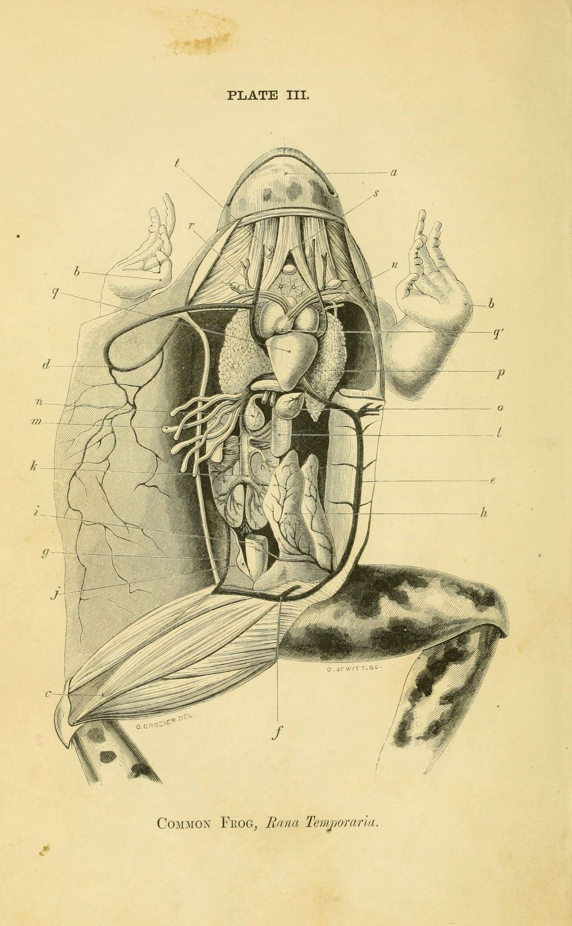 Imagem de Rana temporaria Linnaeus 1758