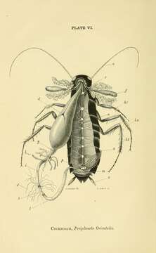 Image of <i>Periplaneta orientalis</i>