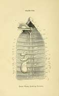 Plancia ëd Lumbricus terrestris Linnaeus 1758