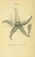 Asterias rubens Linnaeus 1758 resmi