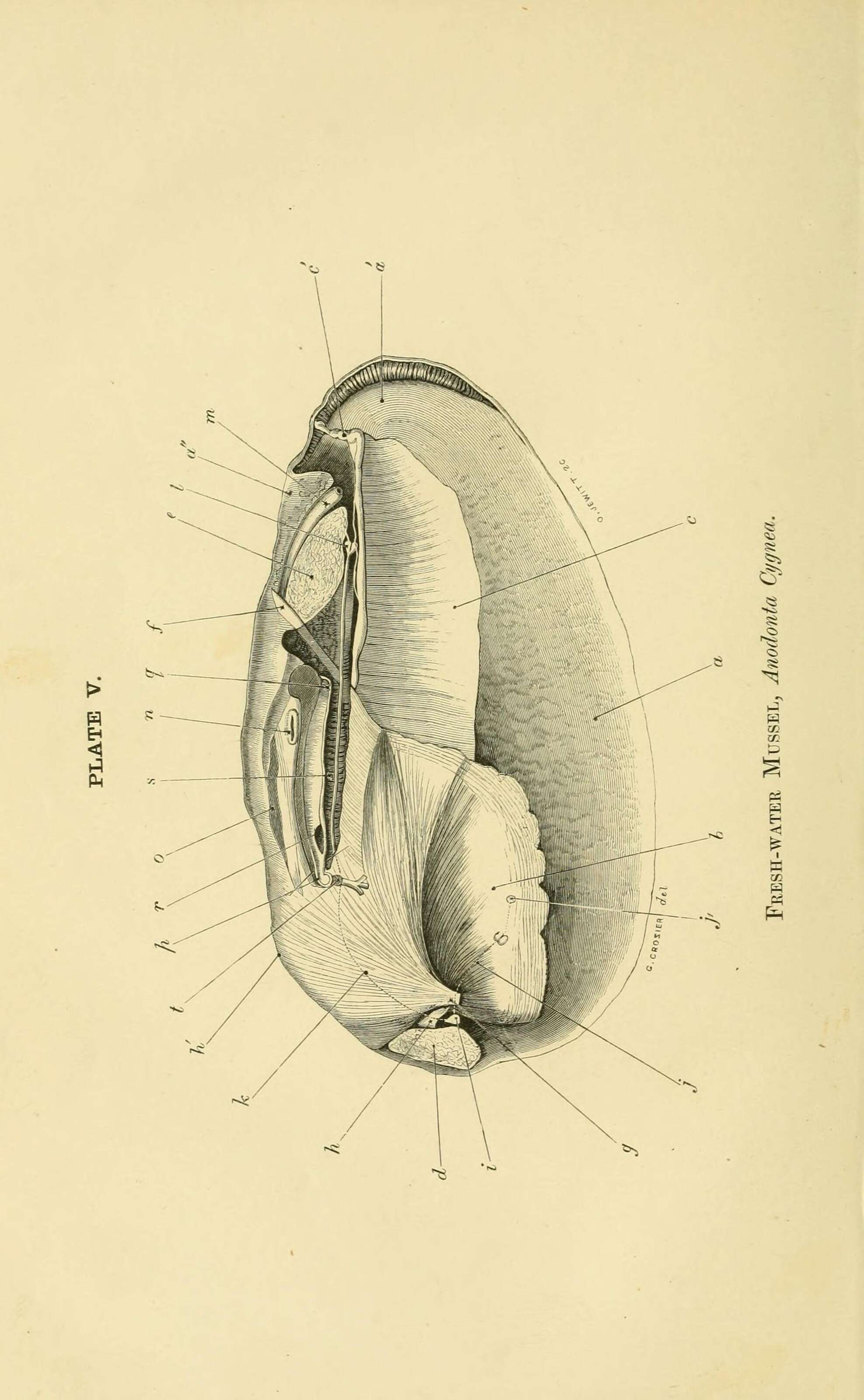 Imagem de Anodonta cygnea (Linnaeus 1758)