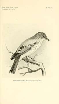 Image of Spotted Flycatcher