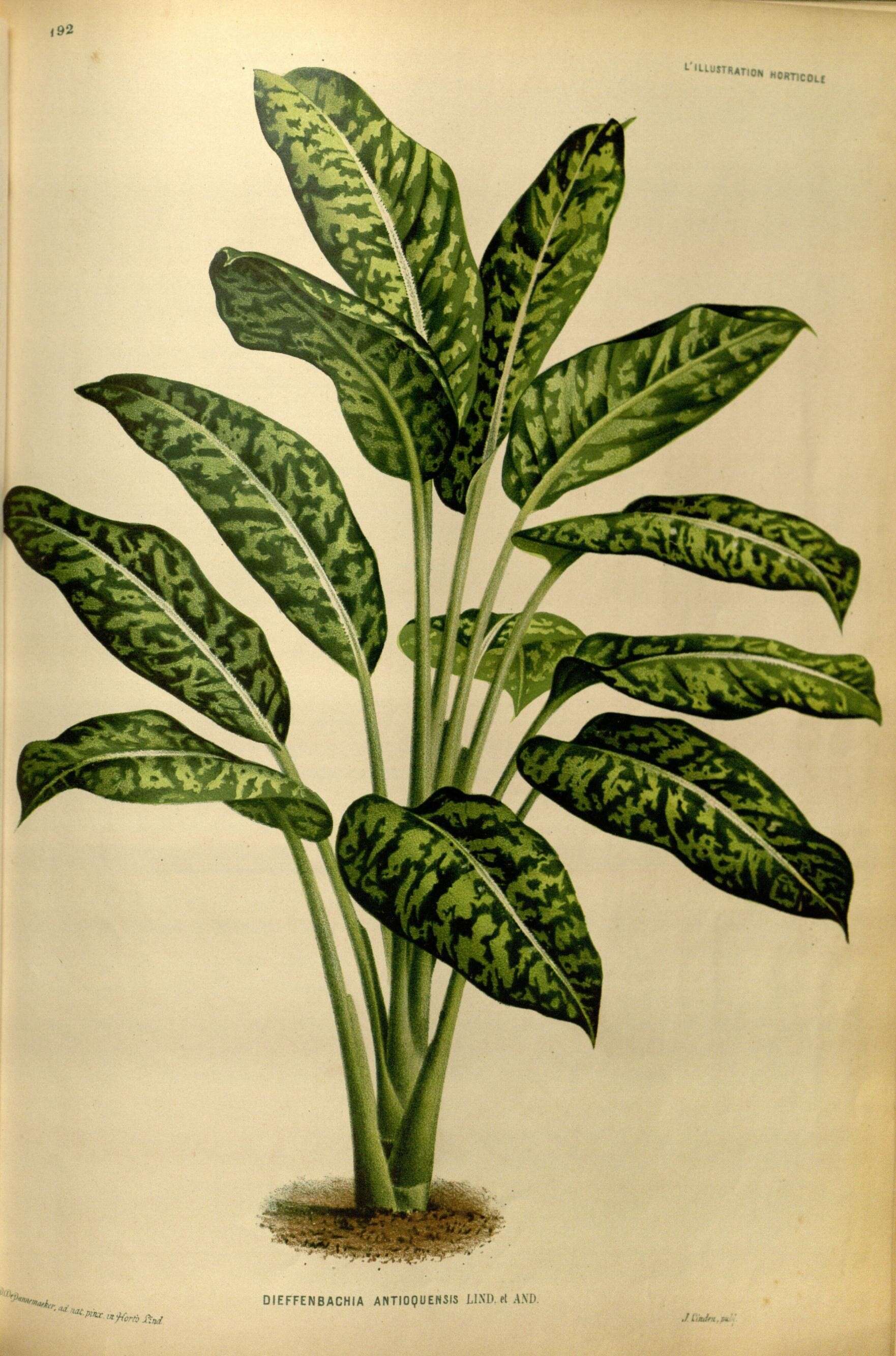 Image of Dieffenbachia antioquensis Linden ex Rafarin