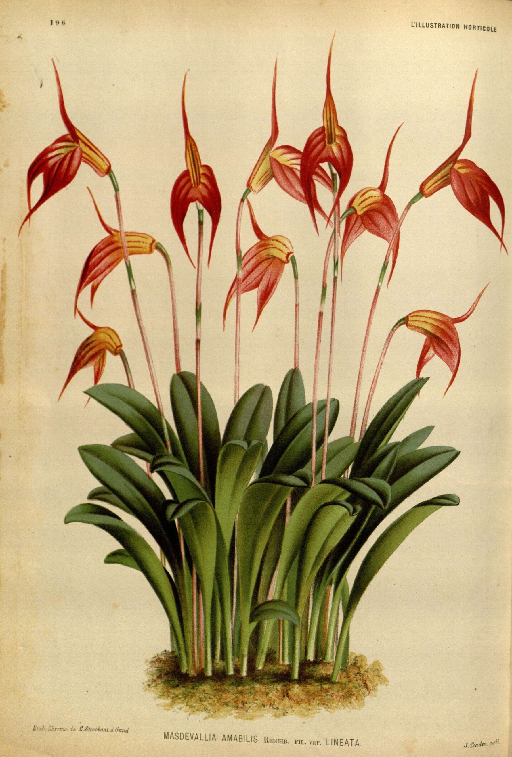 Image of Masdevallia amabilis Rchb. fil. & Warsz.