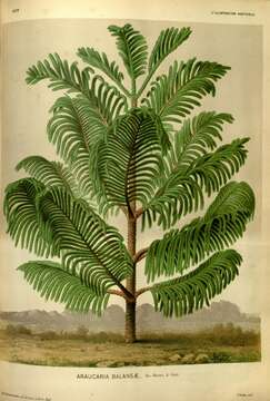 Image of Narrow-leaf araucaria