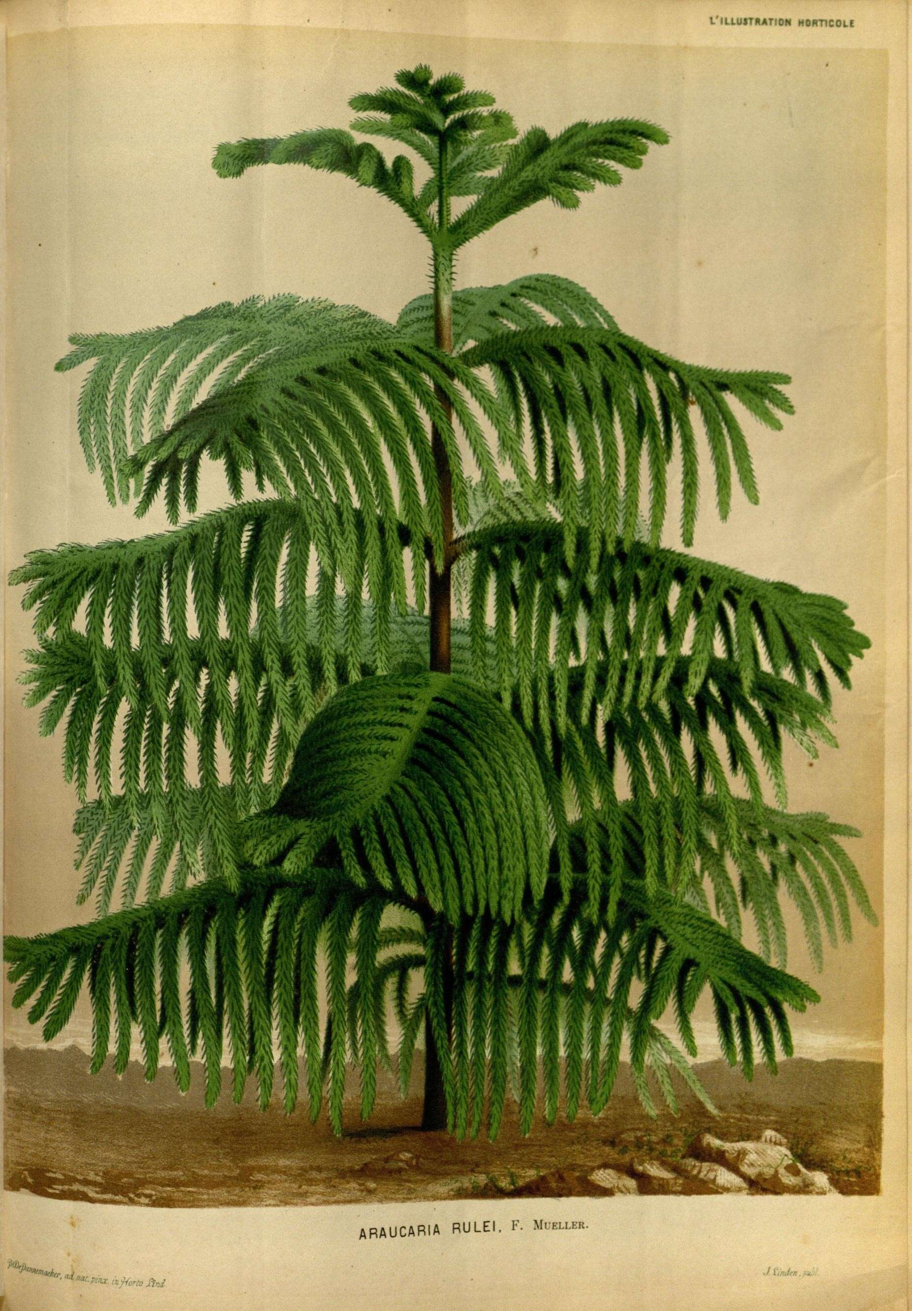 Sivun Araucaria rulei F. Muell. kuva