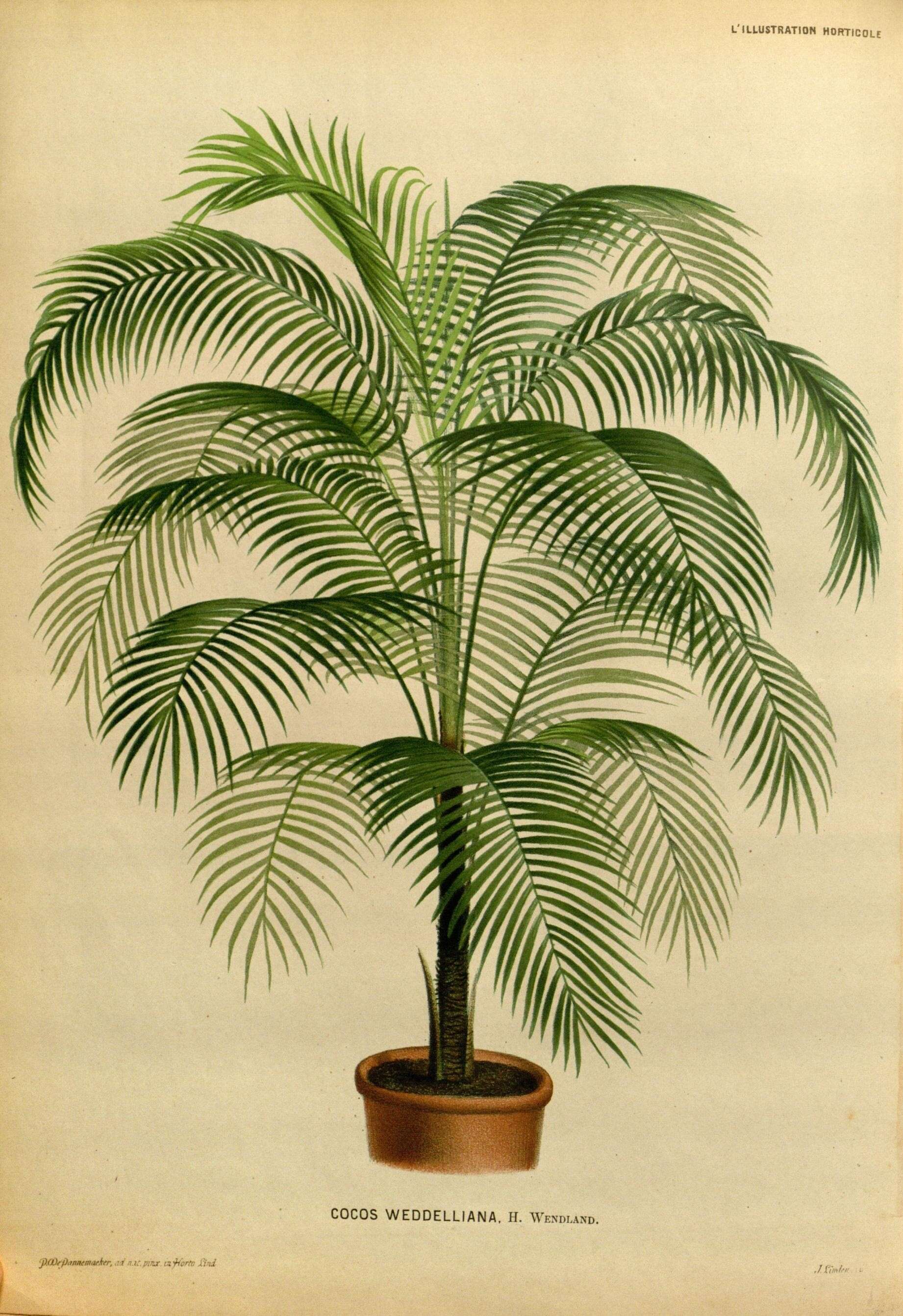 Image of miniature coconut palm