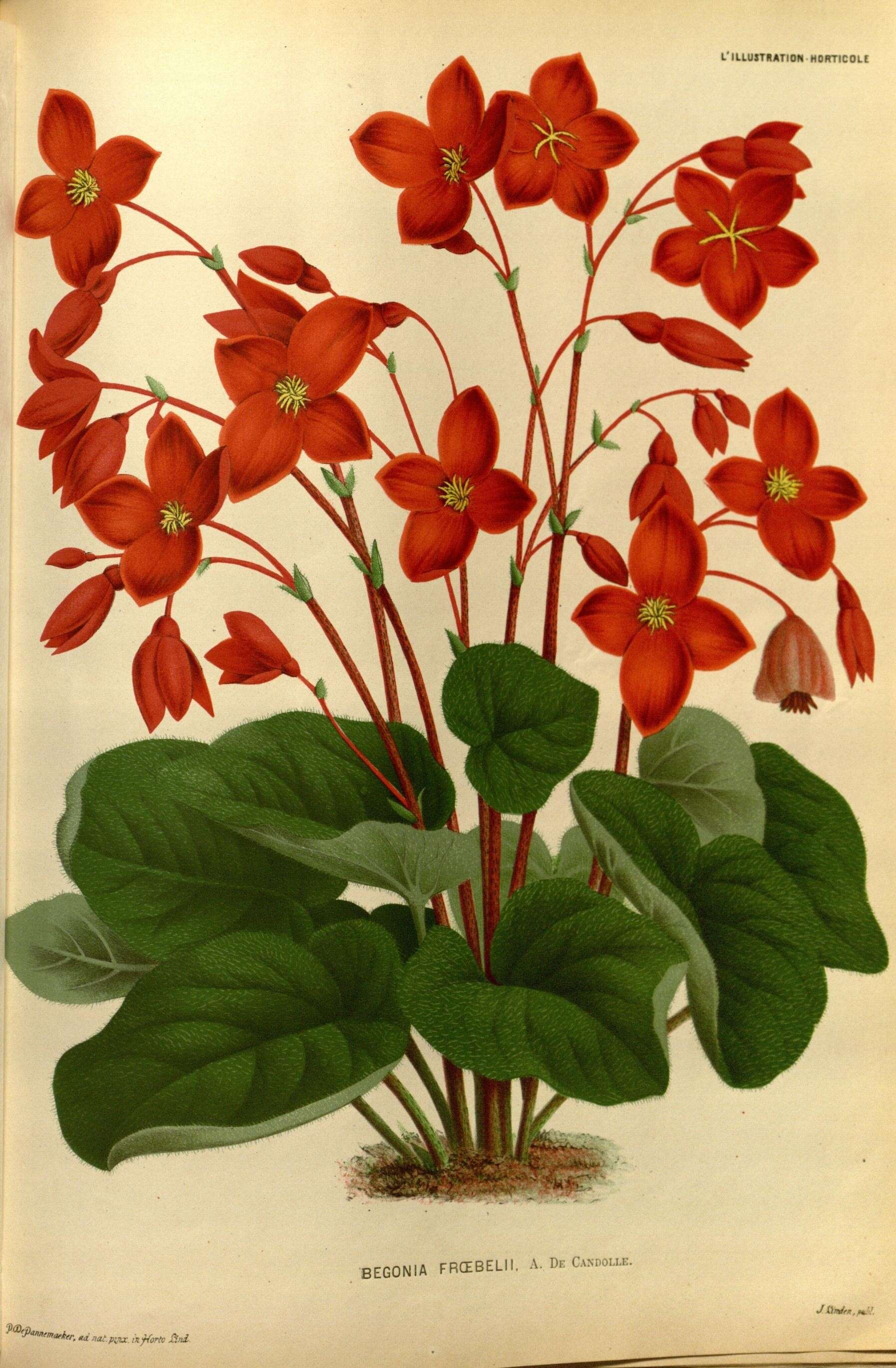 Слика од Begonia froebelii A. DC.