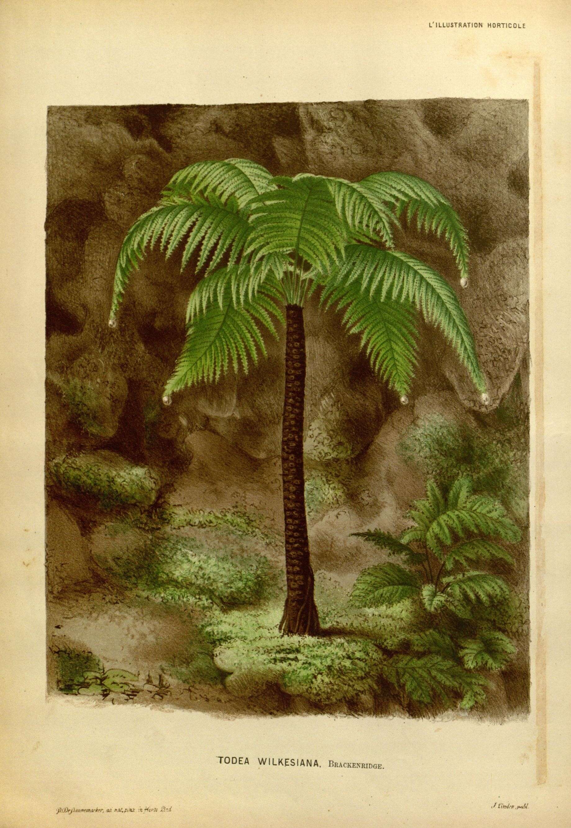 Image of Fijian Tree Fern