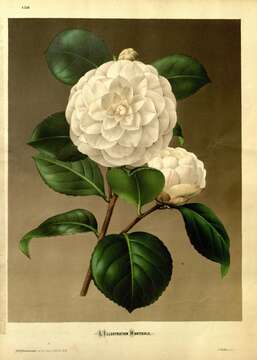 Image of camellia