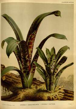 Слика од Werauhia sanguinolenta (Cogn. & Marchal) J. R. Grant