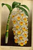 Imagem de Dendrobium thyrsiflorum B. S. Williams