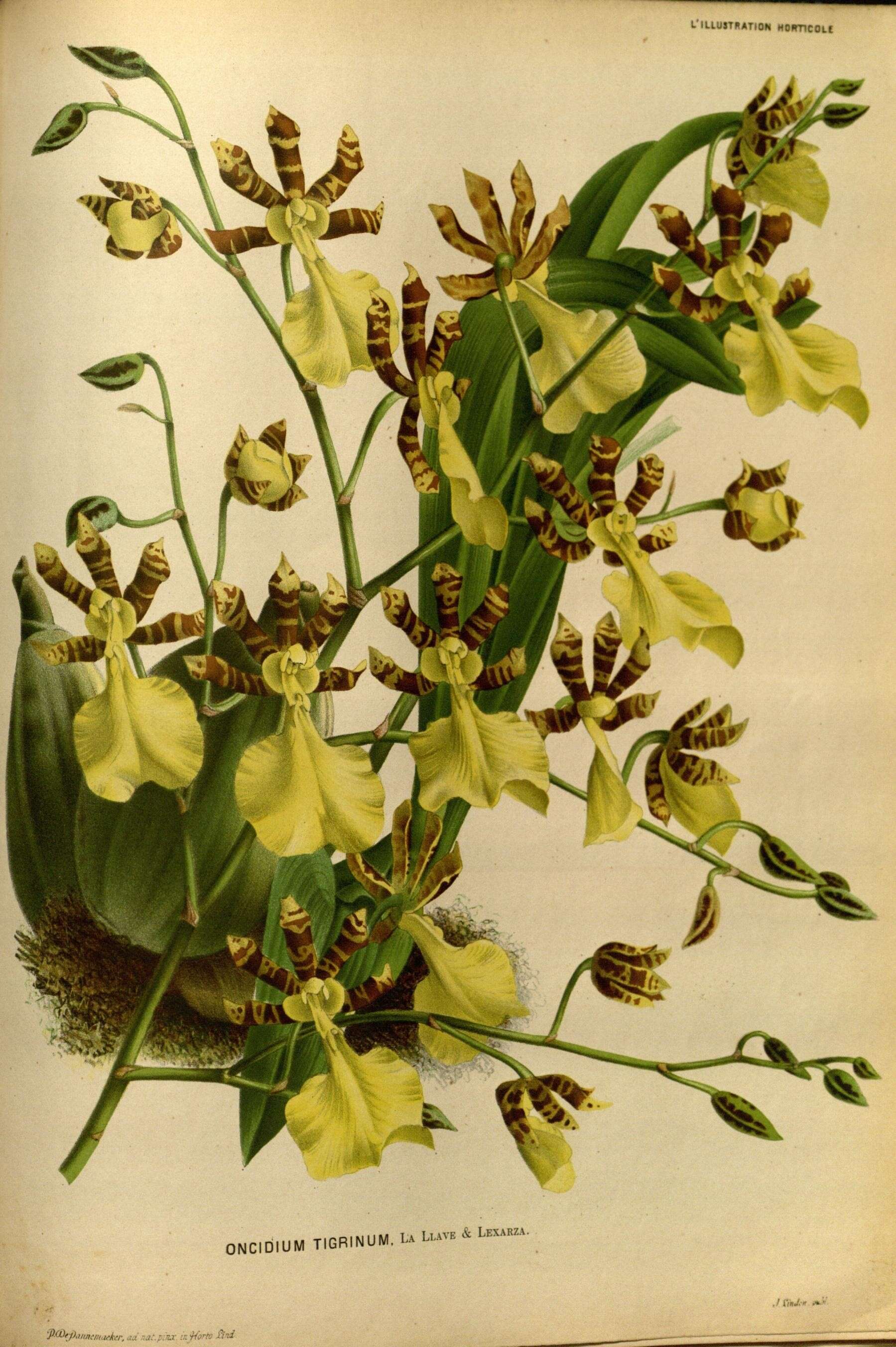 Слика од Oncidium tigrinum Lex.