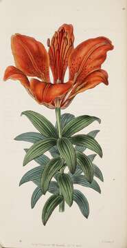 Image of orange lily
