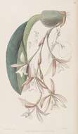 Слика од Trichopilia laxa (Lindl.) Rchb. fil.