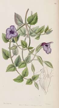 Image of Spotless Violet Torenia