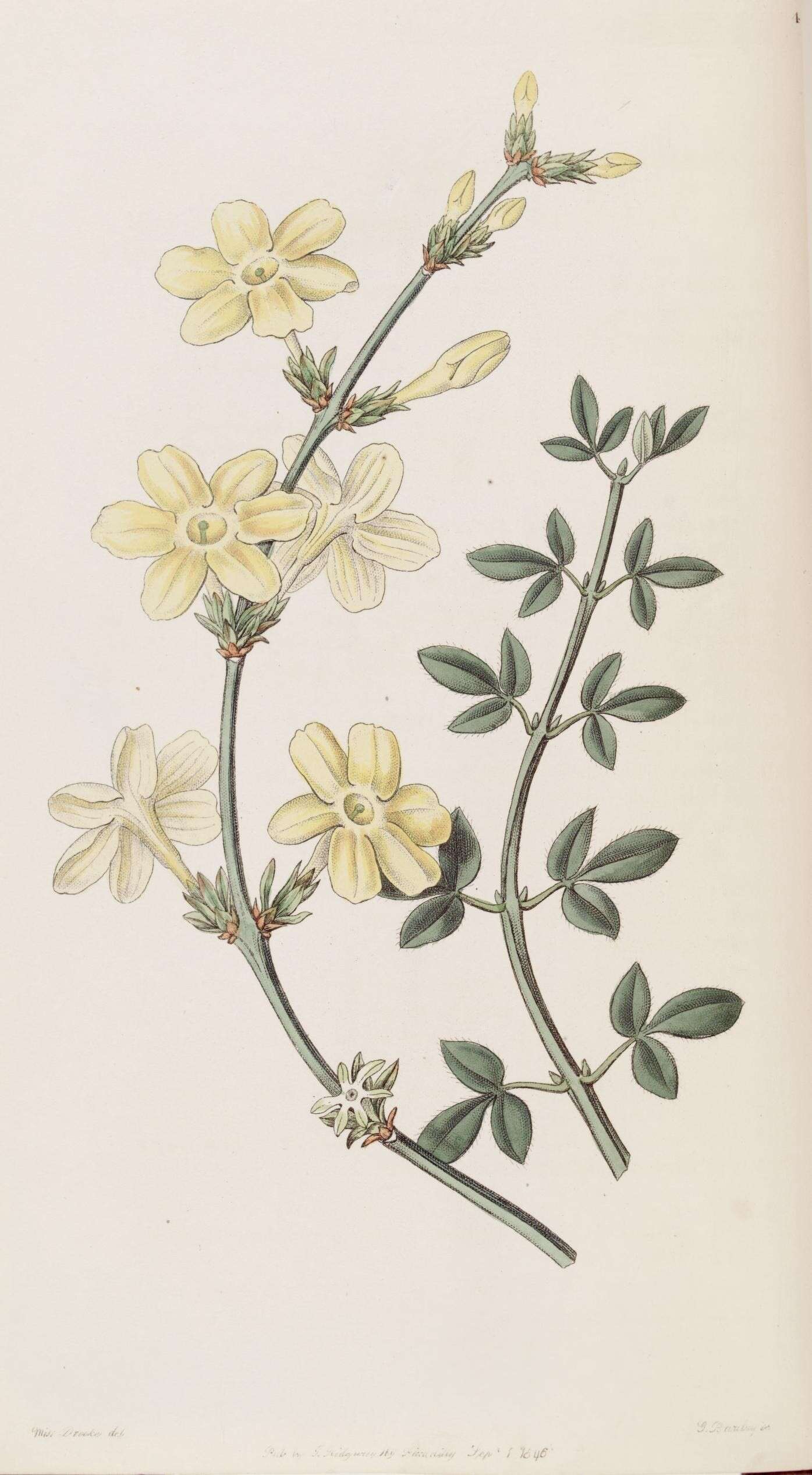 Image of winter jasmine