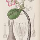 Image of Adenium obesum subsp. obesum