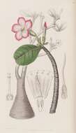 Image of Adenium obesum subsp. obesum