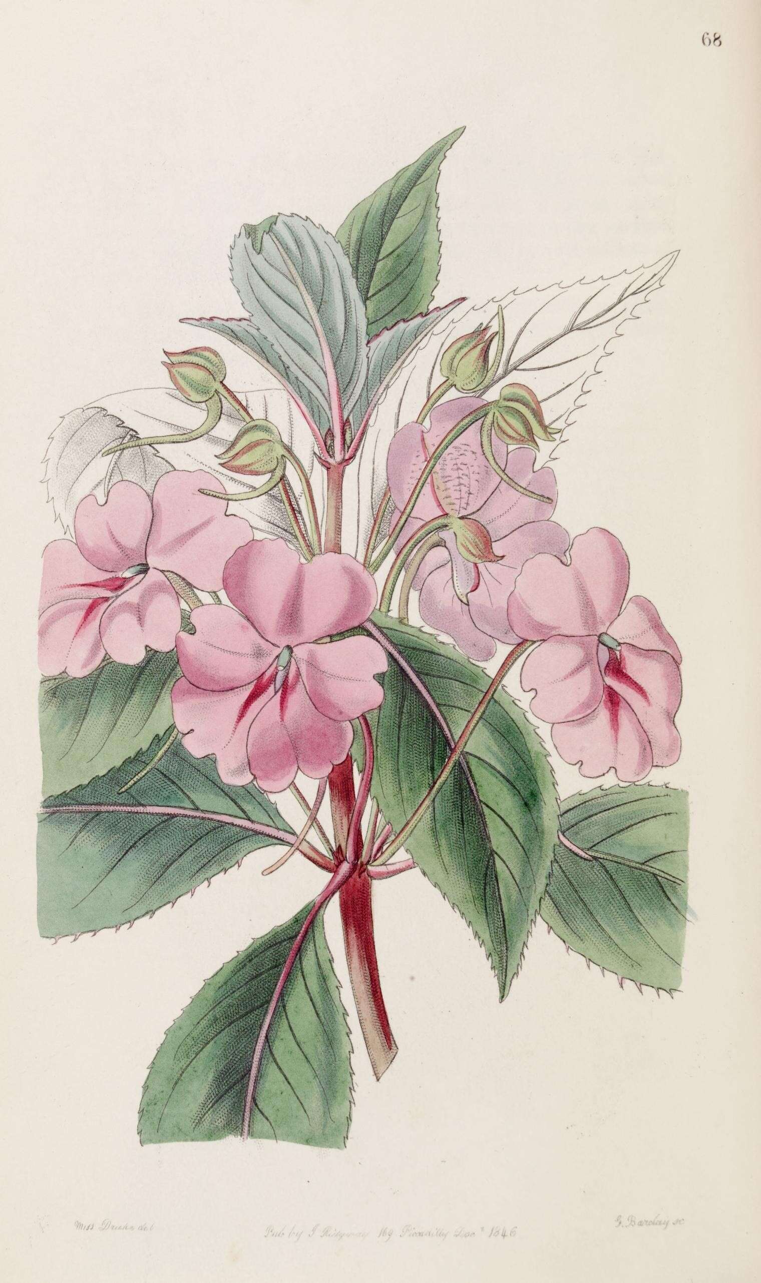 Image of Broad-petaled Balsam