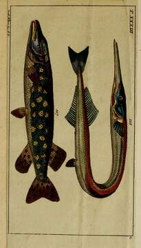 Image of Northern pike