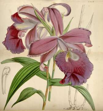 Image of orchid