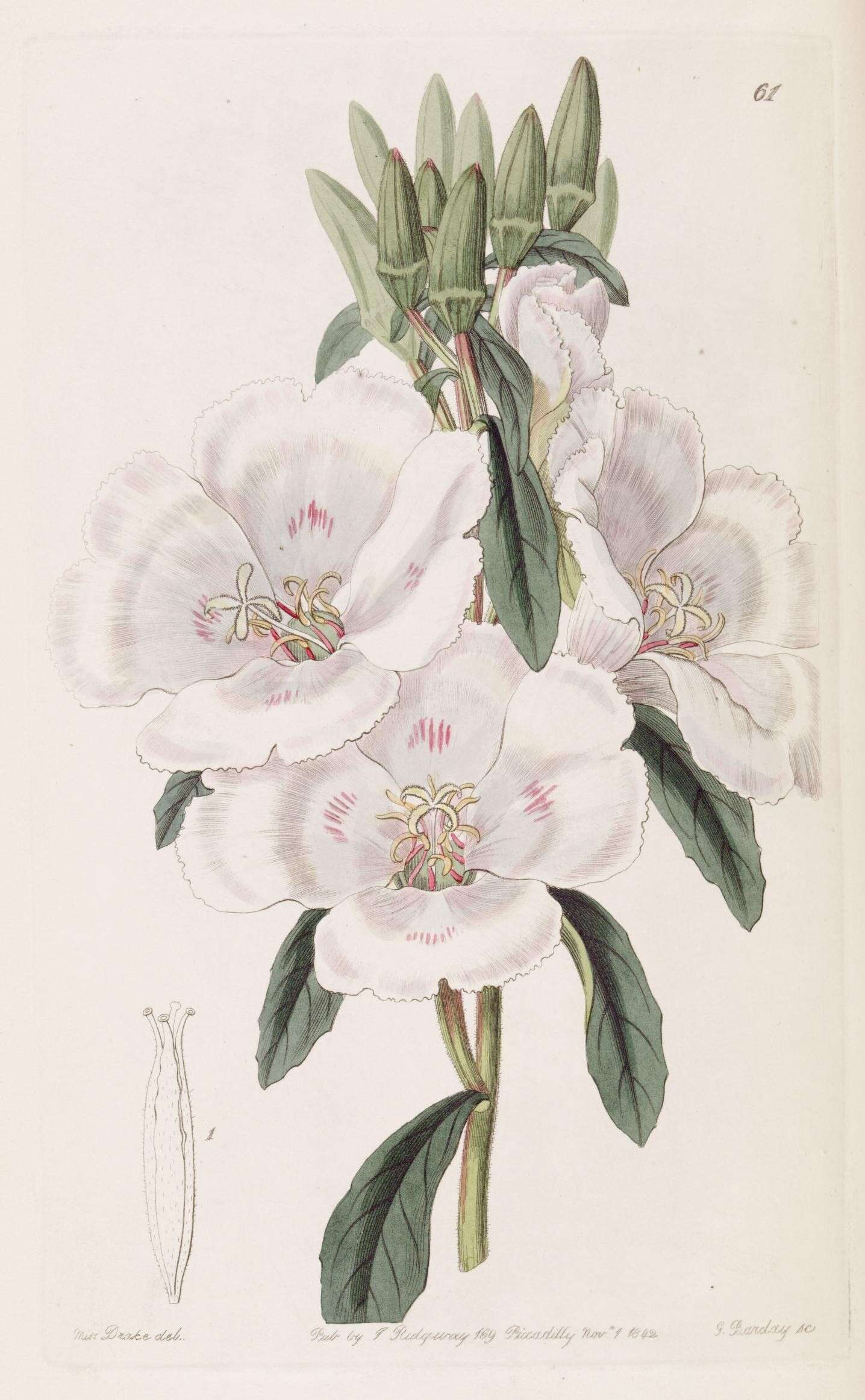 Image de Clarkia amoena subsp. whitneyi (Gray) F. H. Lewis & M. E. Lewis
