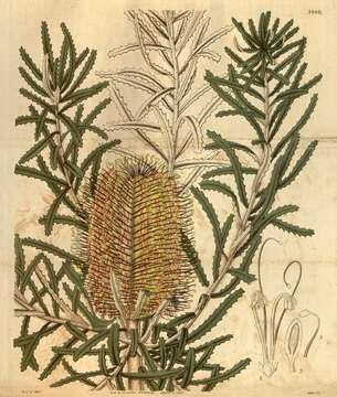 Image of Banksia littoralis R. Br.