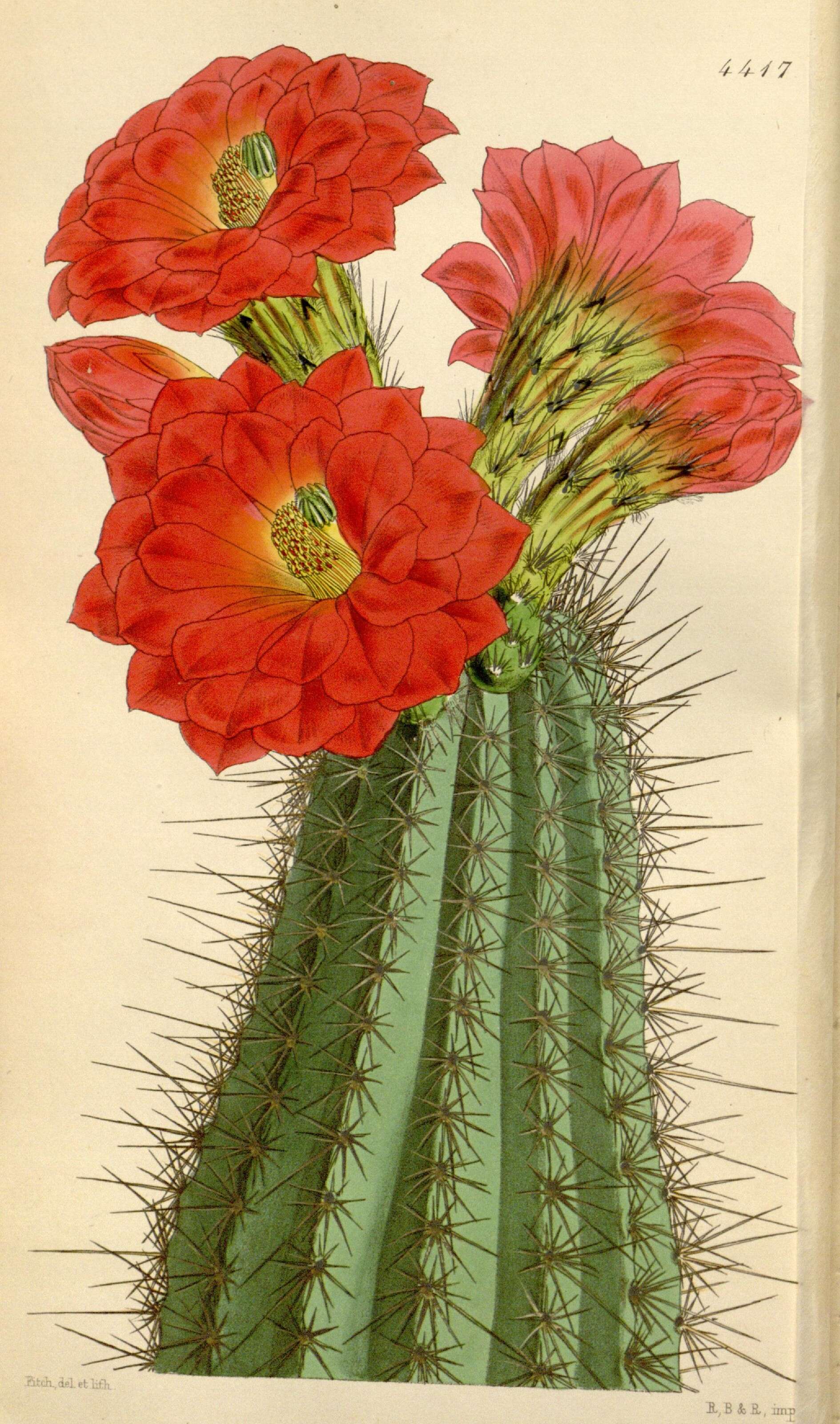 Image de Echinocereus polyacanthus Engelm.