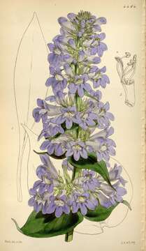 Image of Blue Penstemon