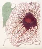 Image de Aristolochia grandiflora Sw.