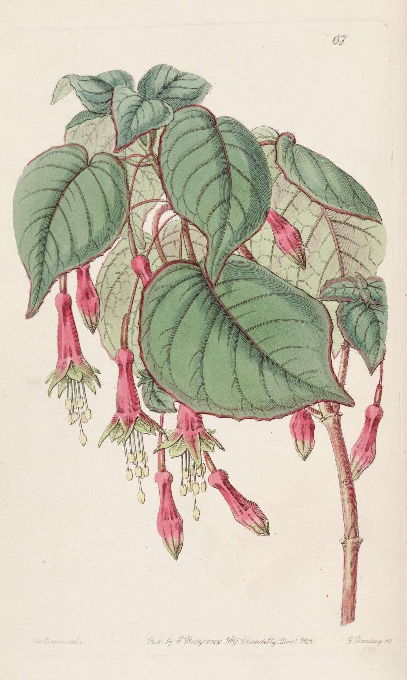 Imagem de Fuchsia splendens Zucc.