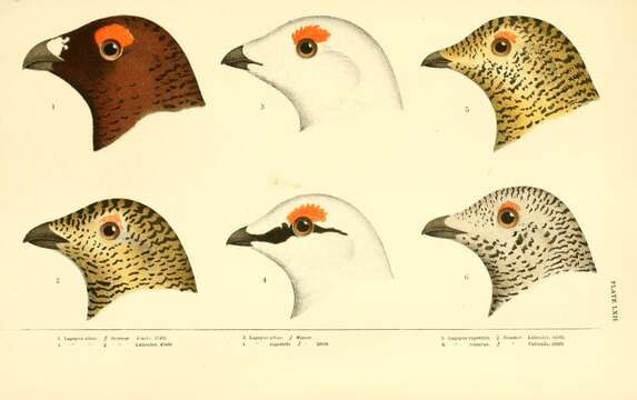 Image of Willow Grouse and Red Grouse