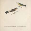 Image of <i>Platyrhynchus xanthopygus</i> Spix 1825