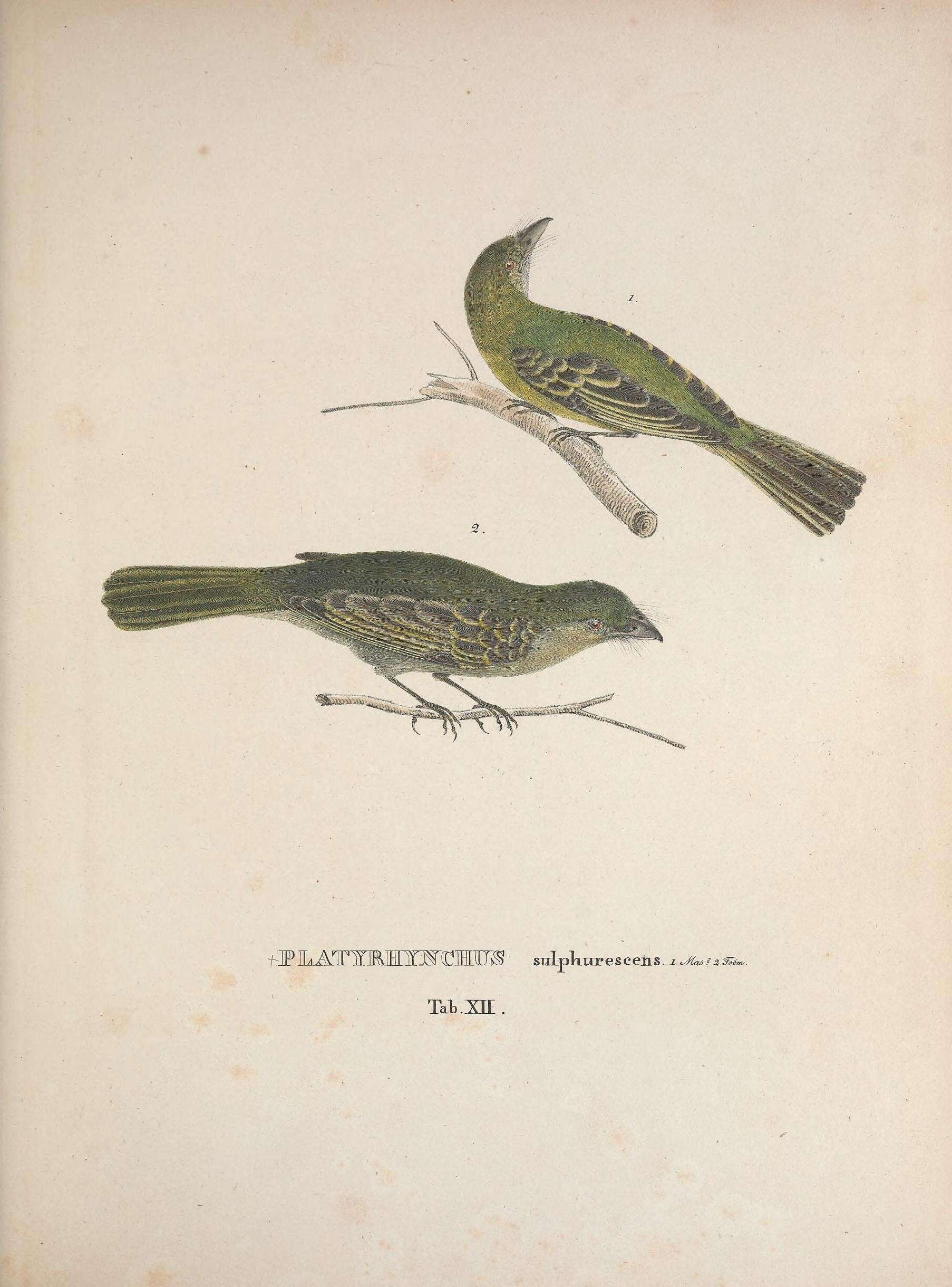 Image of Yellow-olive Flatbill