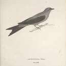 Слика од <i>Muscicapa vetula</i> Lichtenstein 1823