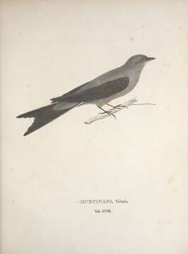 Image of <i>Muscicapa vetula</i> Lichtenstein 1823