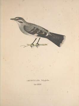 Image de <i>Muscicapa polyglotta</i> Lichtenstein 1823