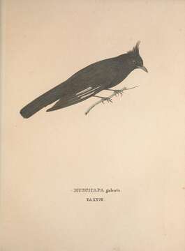 Plancia ëd <i>Muscicapa galeata</i> Spix 1825